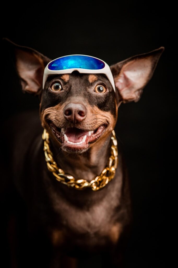 pinscher, dog, necklace, animal, pet, muzzle, canine, nature, portrait